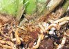 pilz.jpg
