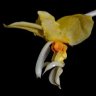 orchidfriend