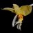 orchidfriend