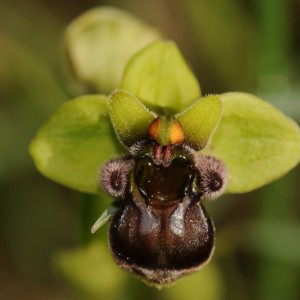Ophrys bombiliflora