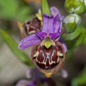 Ophrys