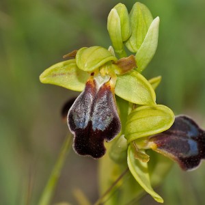 Ophrys