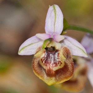 Ophrys