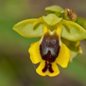 Ophrys sicula