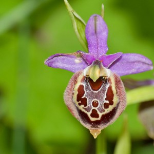 Ophrys