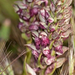 Orchis coriophora