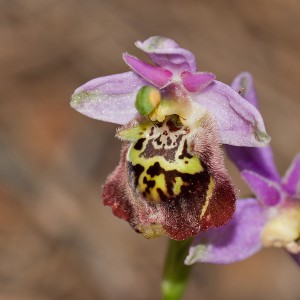 Ophrys