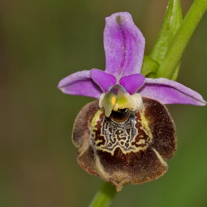 Ophrys