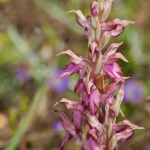 Anacamptis sancta