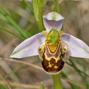Ophrys apifera