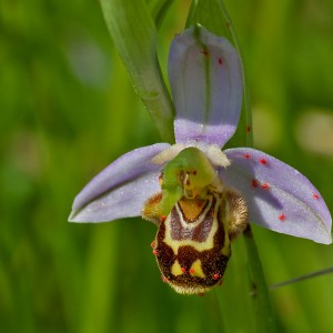 Ophrys apifera