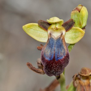 Ophrys iricolor