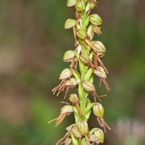 Orchis anthrophora
