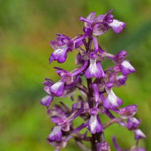 Anacamptis morio
