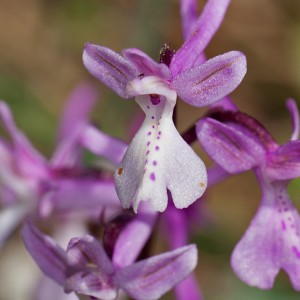 Orchis anatolica
