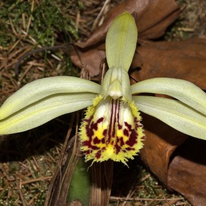 Pleione forrestii