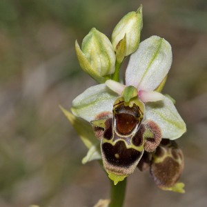 Ophrys