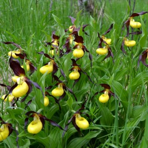 Cypripedium calceolus