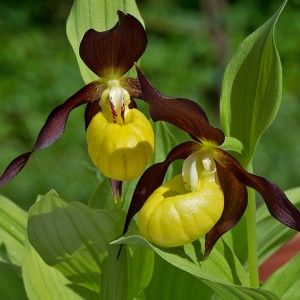 Cypripedium calceolus