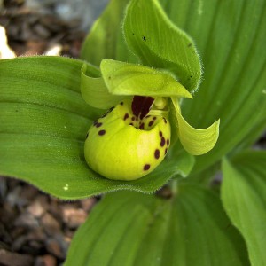 Cypripedium flavum