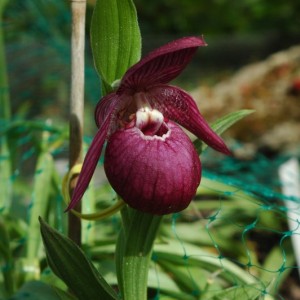 Cypripedium macranthos