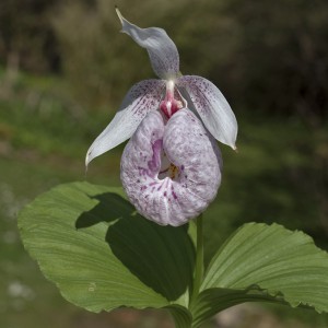 Cypripedium formosanum