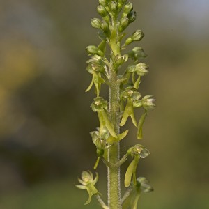 Listera ovata