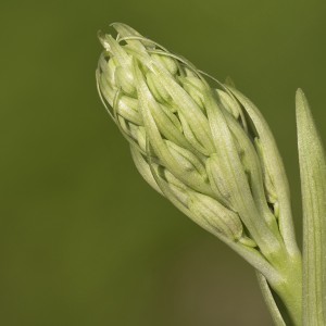 Himantoglossum hircinum