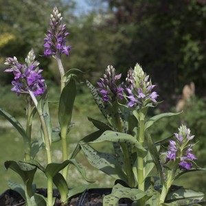 Dactylorhiza majalis