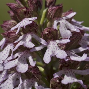 Orchis purpurata