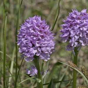 Orchis tridentata