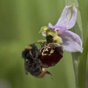 Ophrys fuciflora