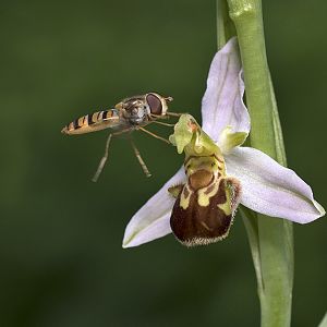 Ophrys apifera