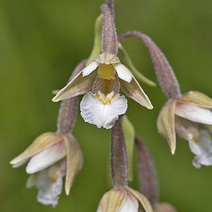Epipactis palustris