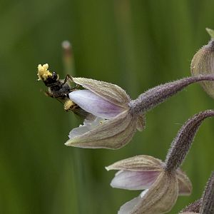 Epipactis palustris mit Bestäuber