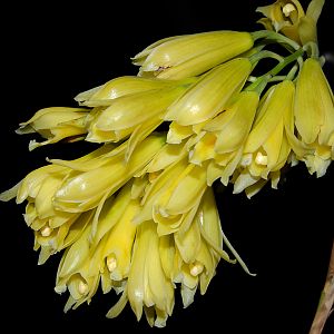 Cymbidium elegans