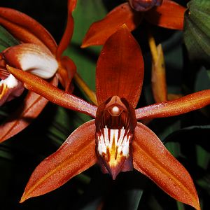Coelogyne odoardii