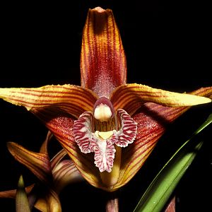 Maxillaria striata