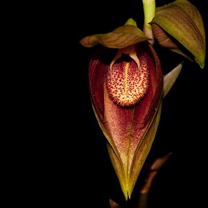 Bulbophyllum mandibulara