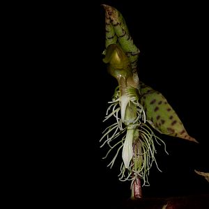 Catasetum barbatum