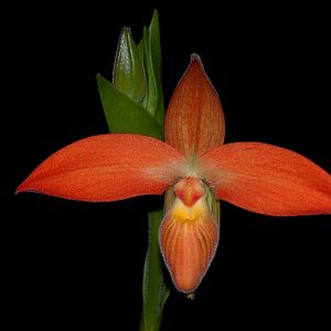 Pragmipedium besseae va. dalessandroi