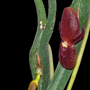 Pleurothallis dilemma