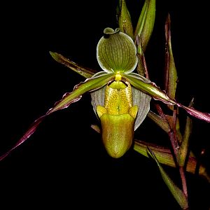 Phragmipedium longifolium