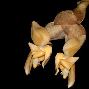 Stanhopea annulata