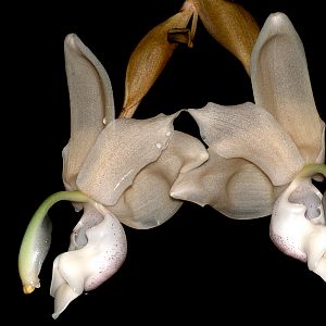 Stanhopea reichenbachiana