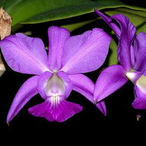 Cattleya walkeriana