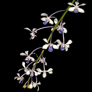 Vanda coerulescens