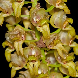 Grobya galeata