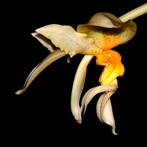 Stanhopea graveolens