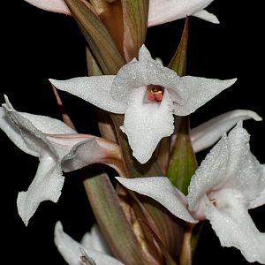 Pteroglossa roseoalba